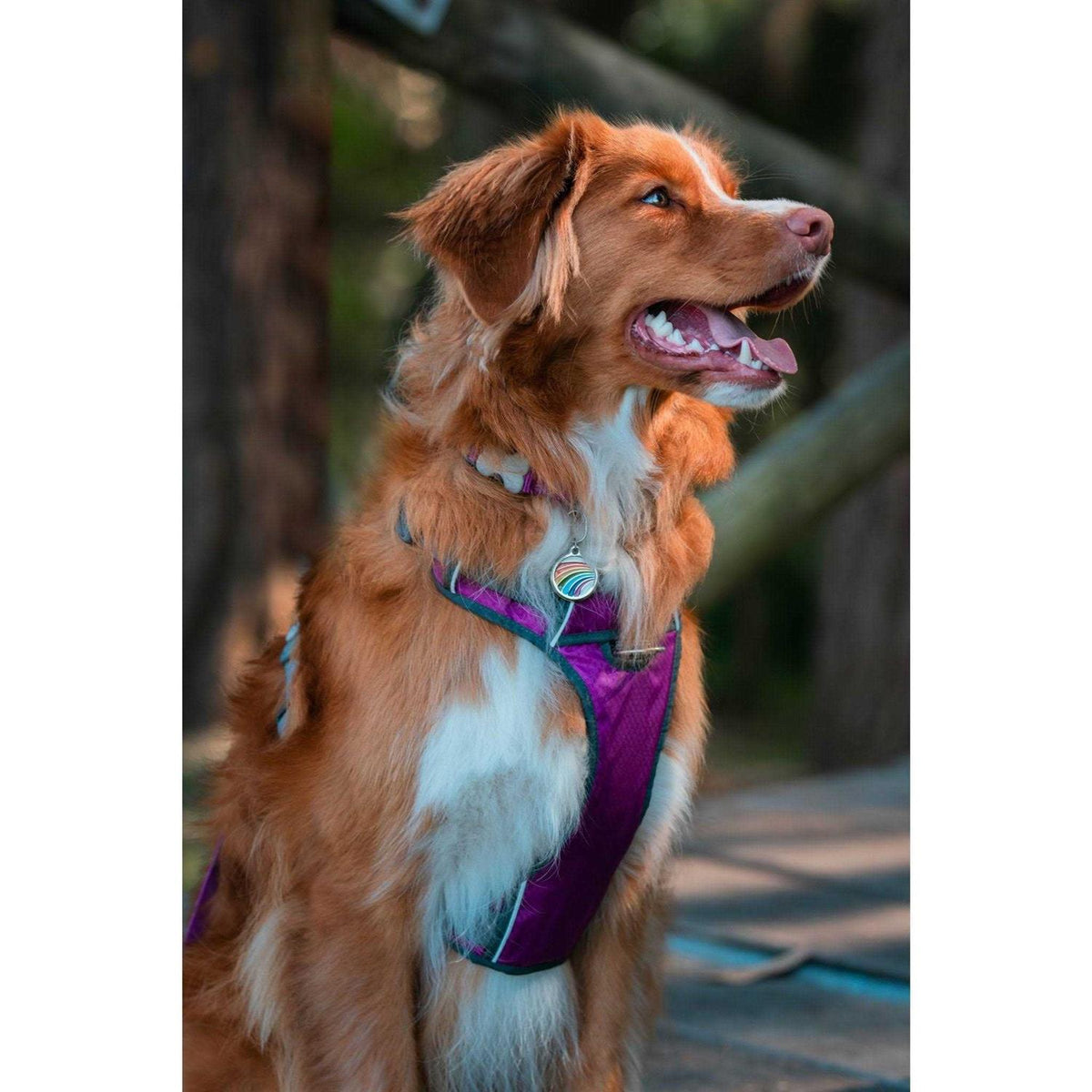 Padded Dog Harness E7694