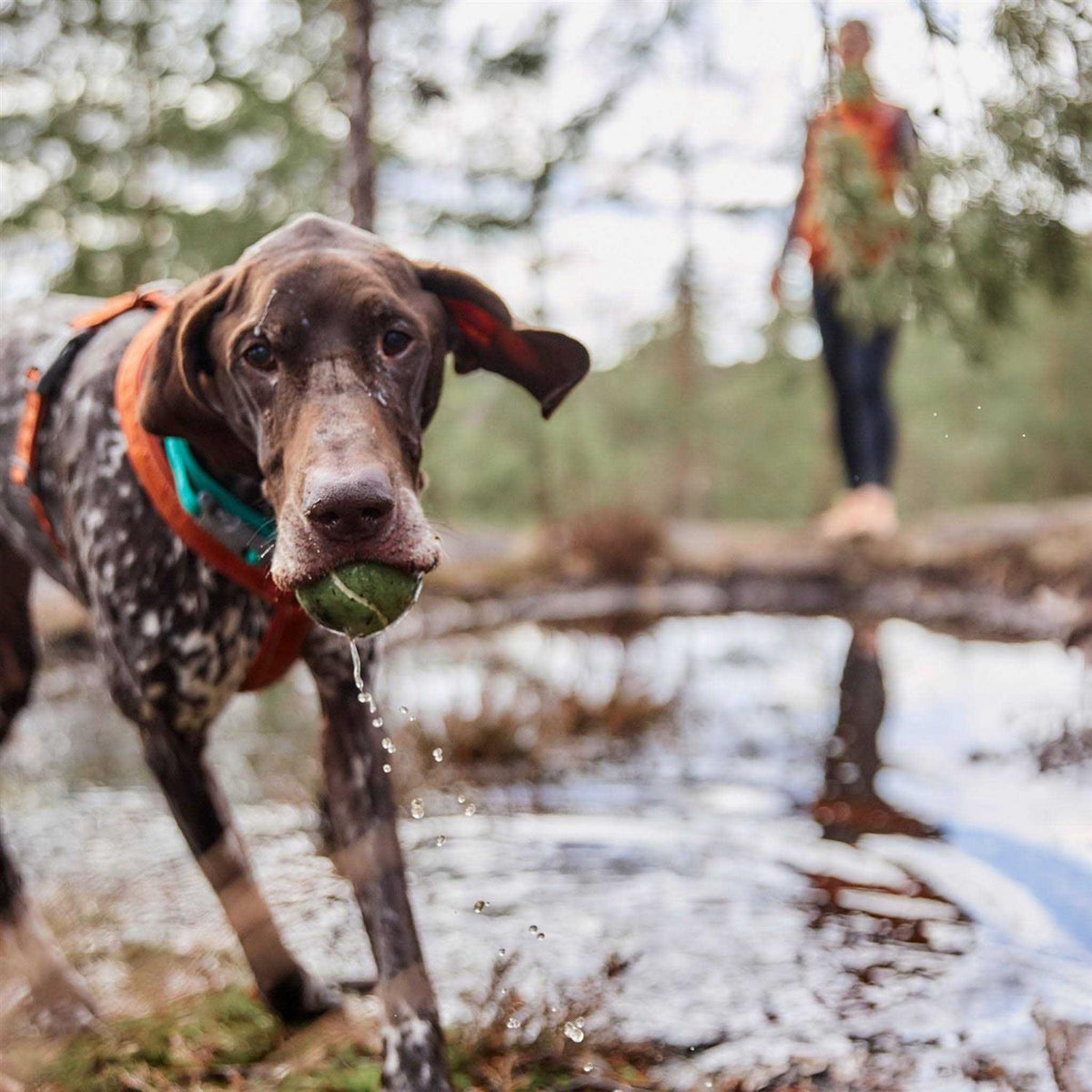 Casual Dog Y-harness ECO X9487