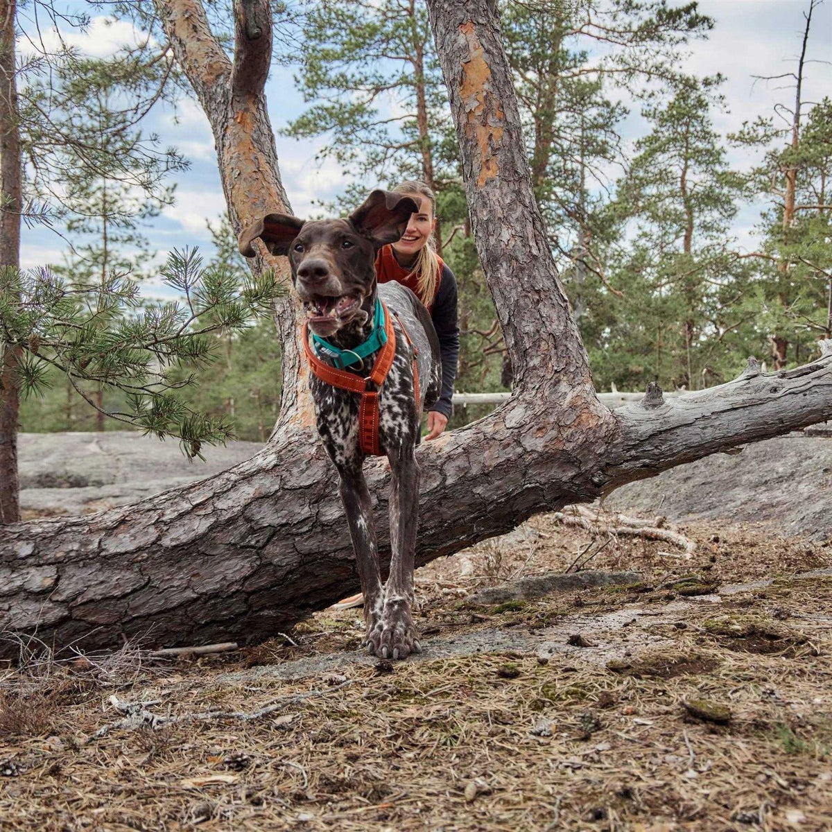 Casual Dog Y-harness ECO X9487