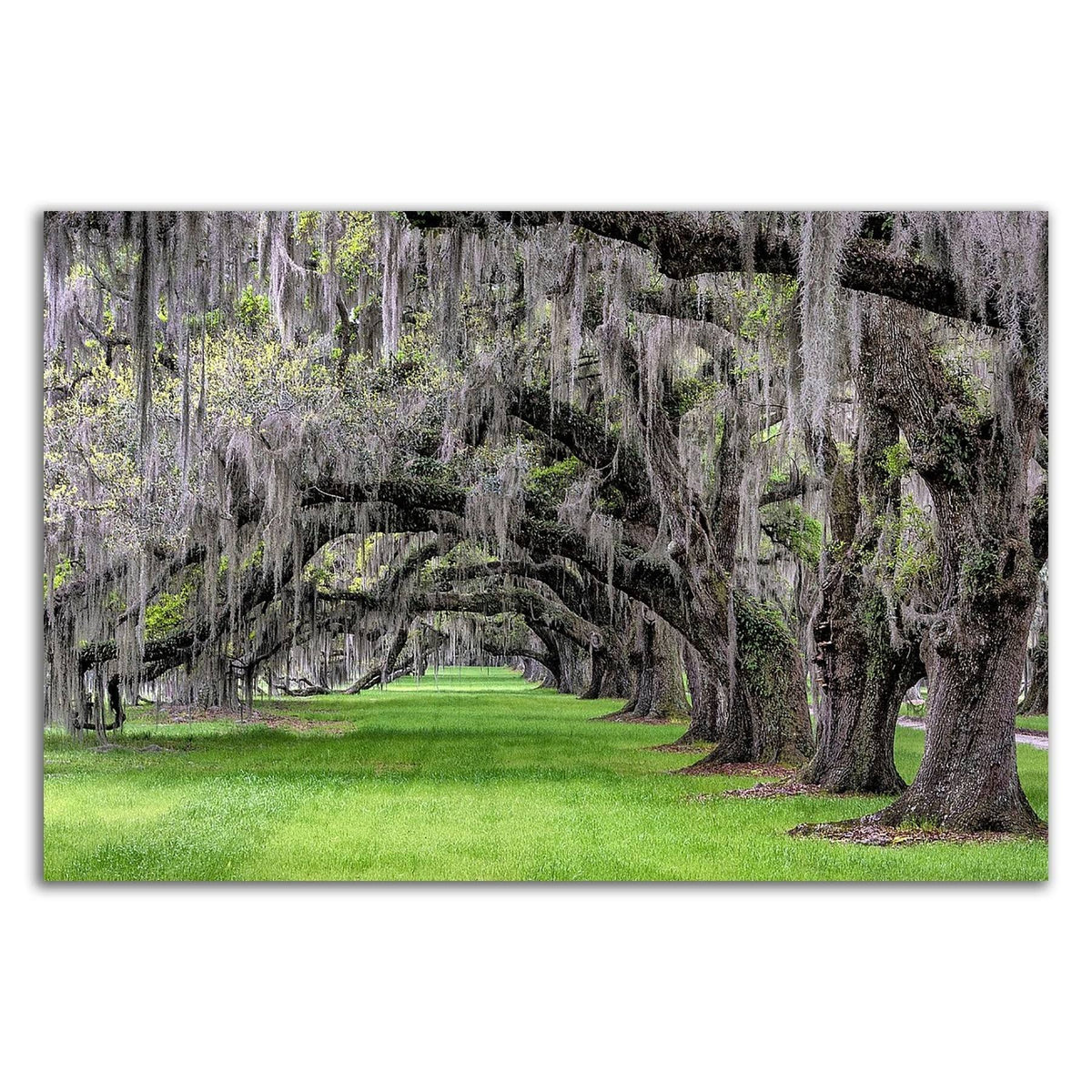 24x22 x 36x22 Print on Canvas O11539