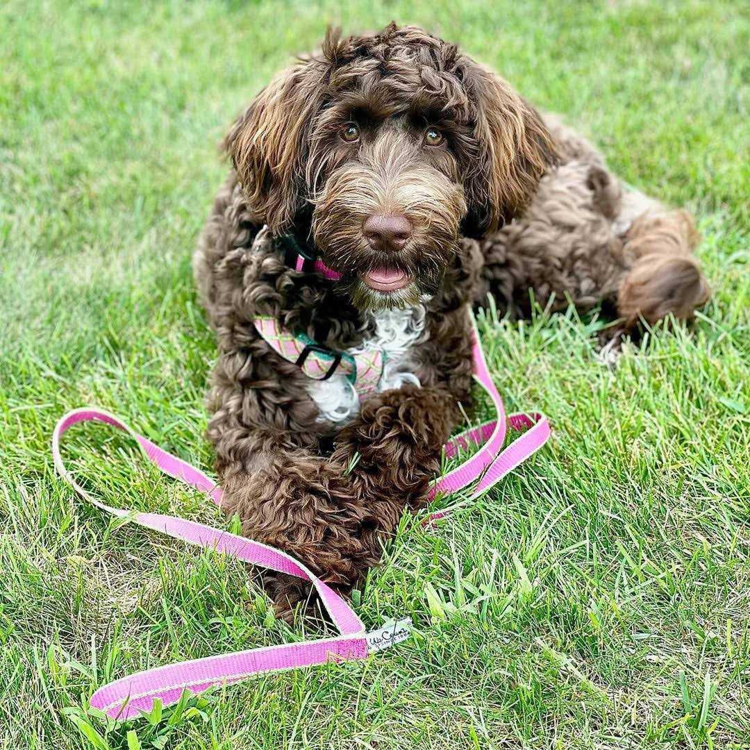 Dog Collar Wide S345