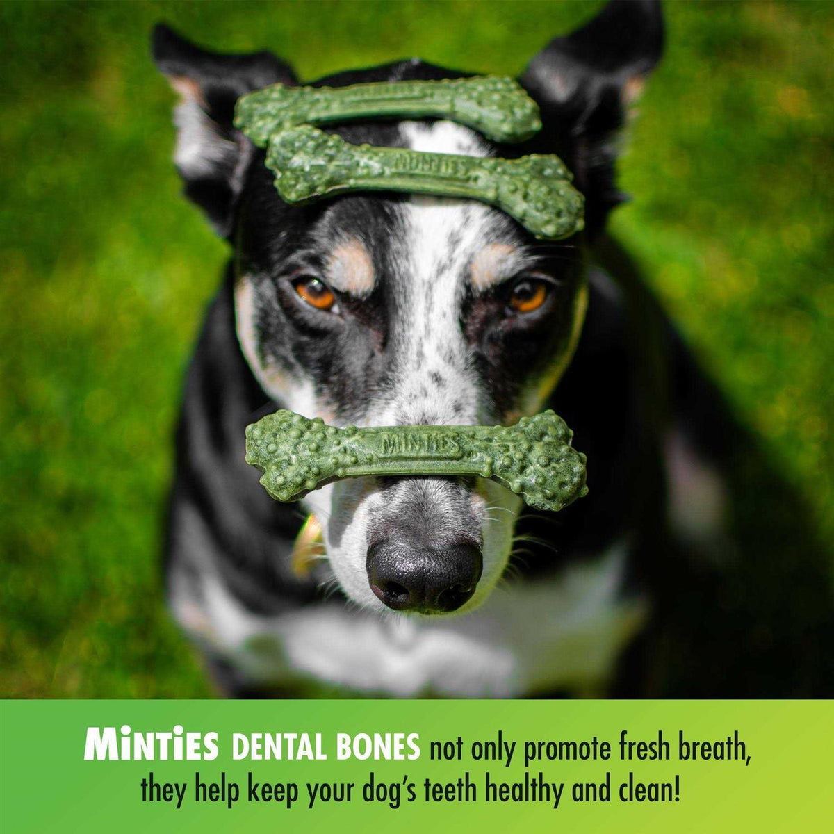 Dental Treats Dogs C475548