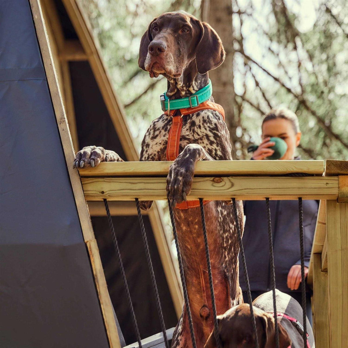 Casual Dog Y-harness ECO X9487
