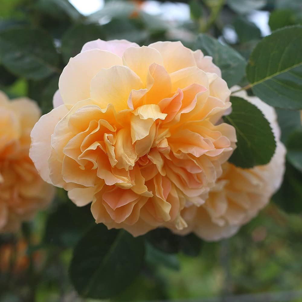 Climbing Rose Bush V112