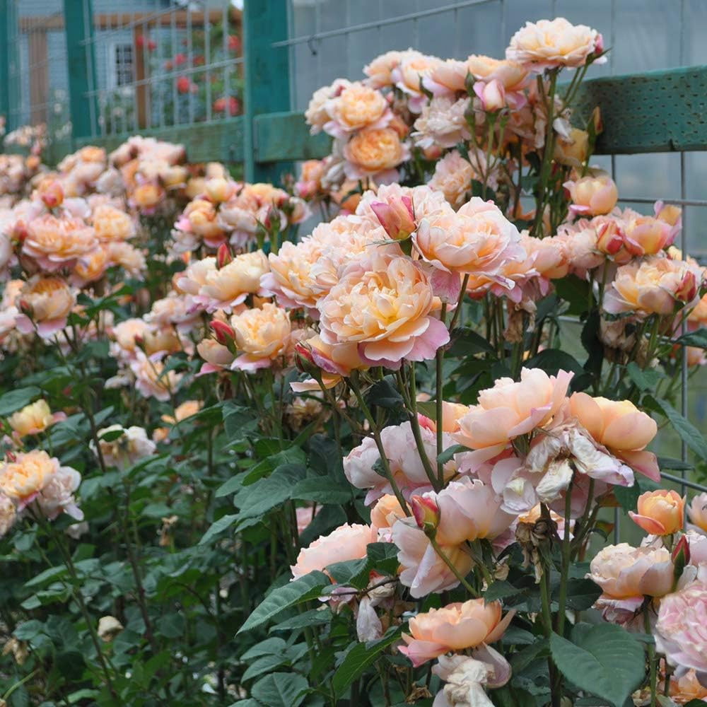 Climbing Rose Bush V112