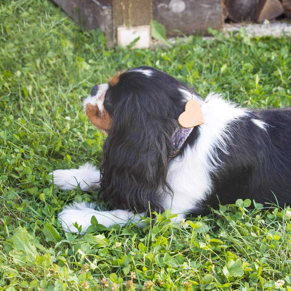 Heart Dog Collar C791