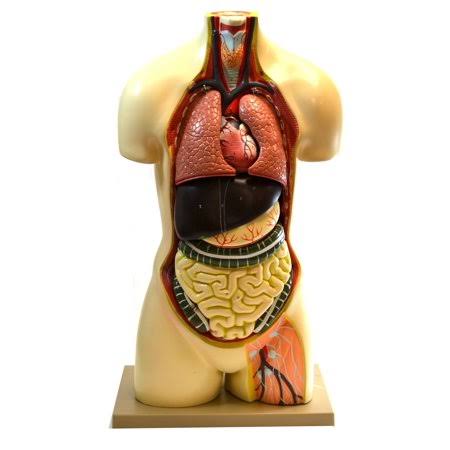 Human Torso Model O256778