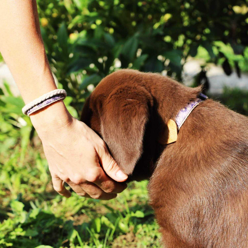 Heart Dog Collar C791