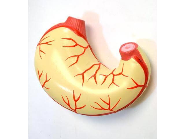 Human Torso Model O256778