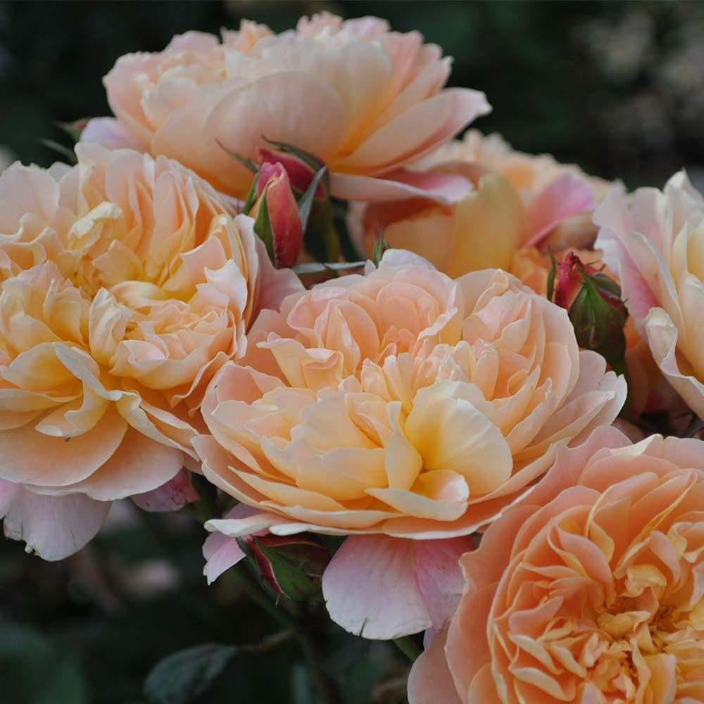 Climbing Rose Bush V112