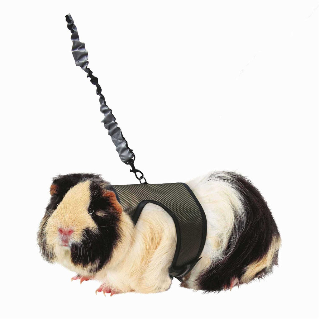 Harness Leash D307