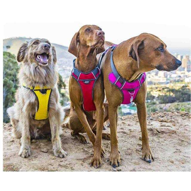Padded Dog Harness E7694