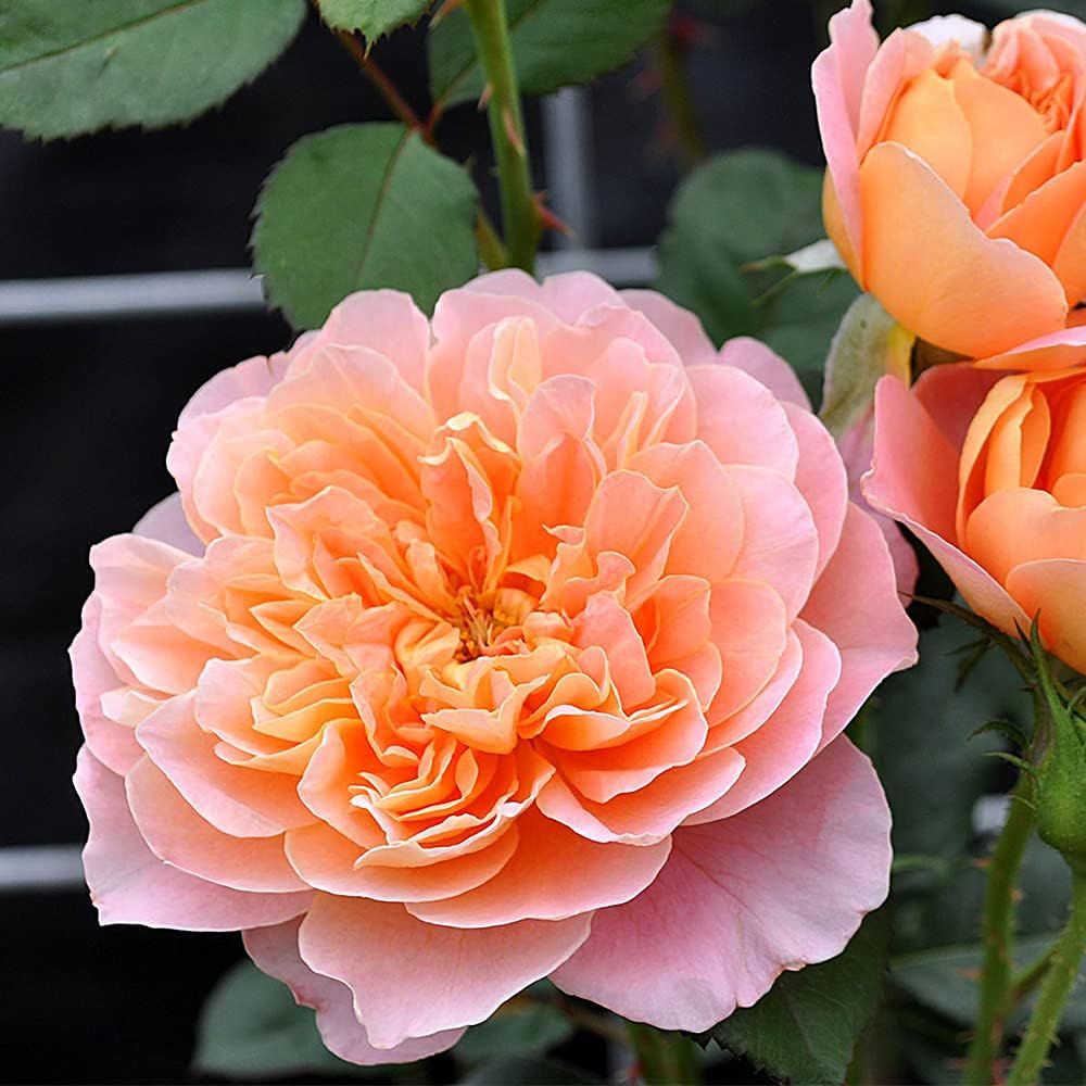 Climbing Rose Bush V112