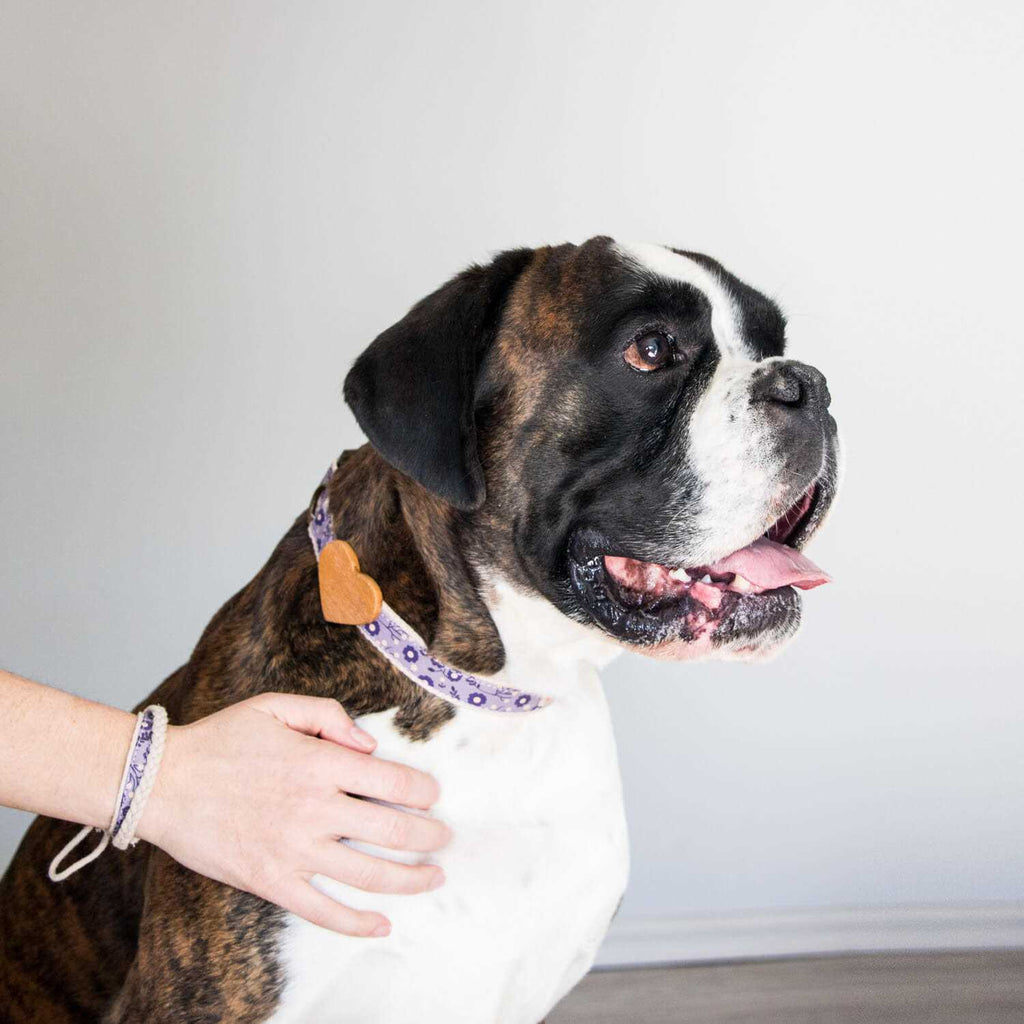 Heart Dog Collar C791