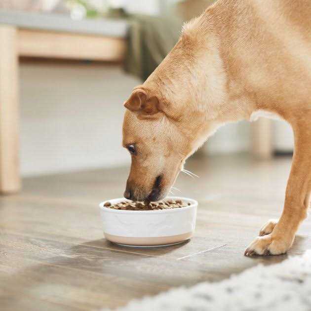 Ceramic Dog & Cat Bowl P449