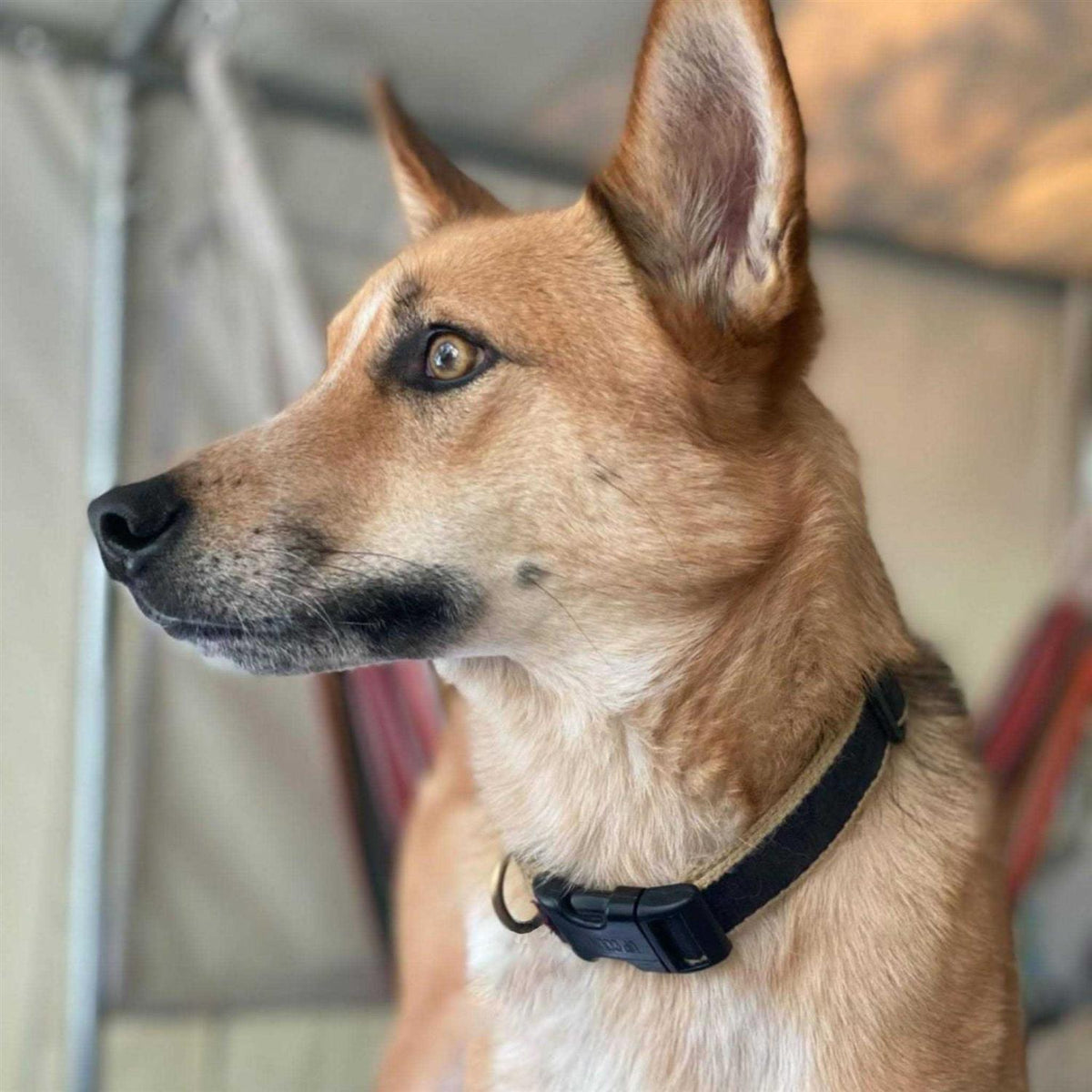 Dog Collar Wide S345