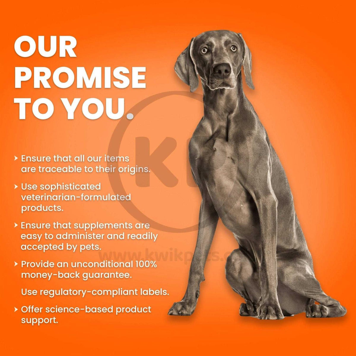 Fish Oil Softgels for Dogs E800318