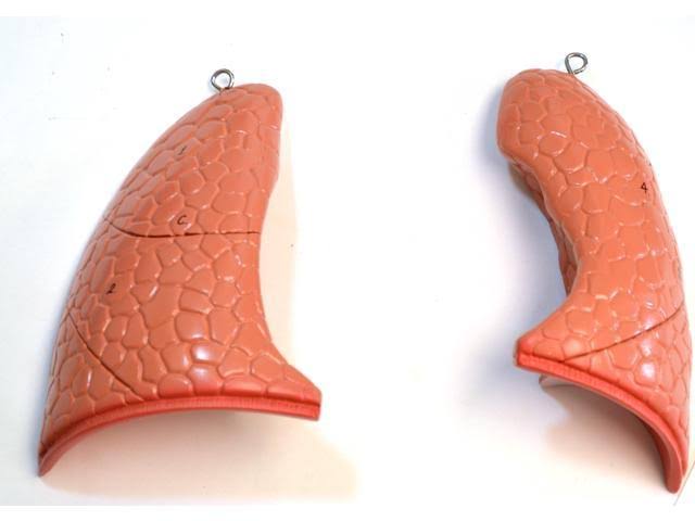 Human Torso Model O256778