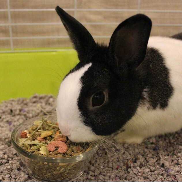 Natural Forage Blend Adult Rabbit Food O55872