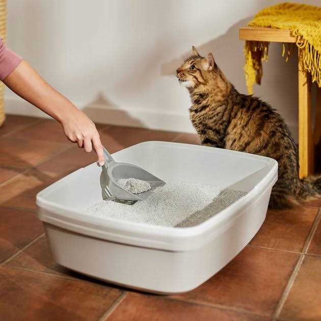 Scented Clumping Clay Cat Litter L434594